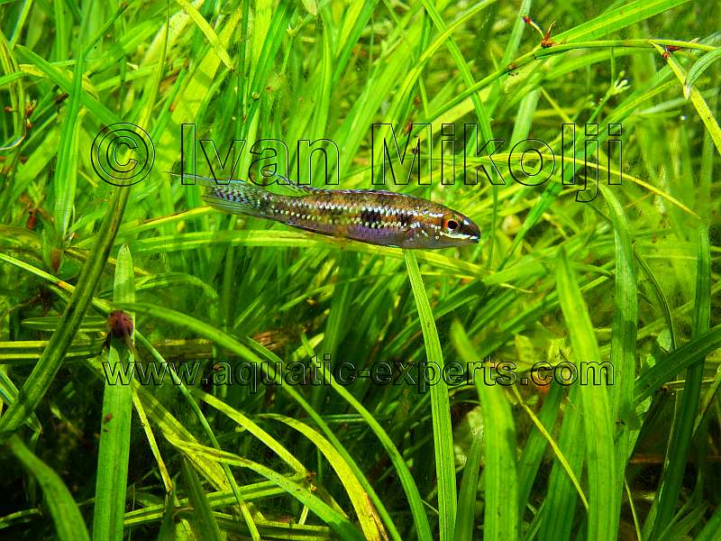 AQUARIUM FISH 45